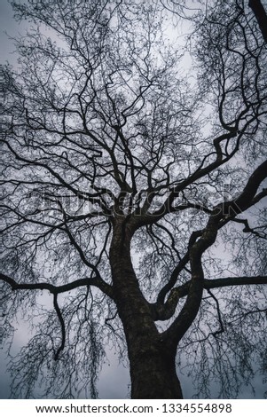 Spooky tree and dark skies