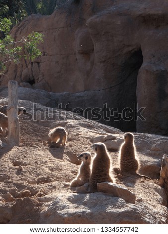 group of African meerkats guarding the entrance to their lair