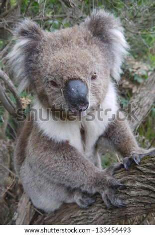 wild Koala sitting on a tree at Cape Bridgewater in Victoria, Australia