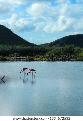 The flamingo bay in Curaçao is one of the most beautiful place to go in the morning to take pictures. Early in the morning, there is no tourism and the animals are not affraid. 