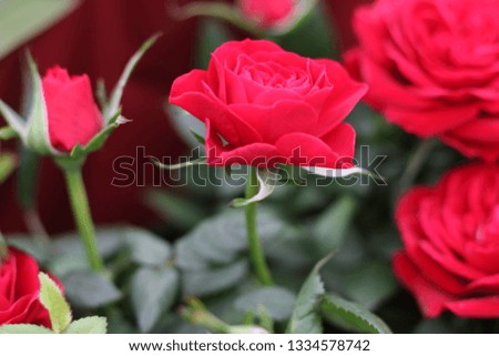 Red rose. Beautiful flowers.