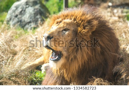 picture of lions in grass