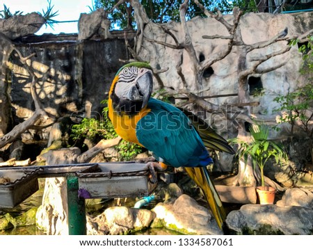 a parrot in the zoo