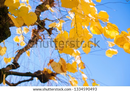trees and yellow leaves in the blue sky. Free space for text