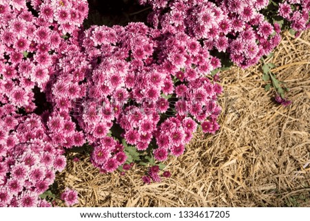 Beautiful purple chrysanthemum as background picture, Chrysanthemum wallpaper