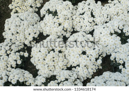 Beautiful white chrysanthemum as background picture, Chrysanthemum wallpaper