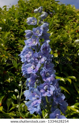 Delphinium elatum guardian Light blue flower Royalty-Free Stock Photo #1334628254