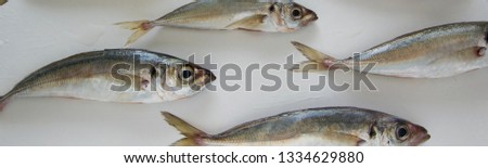 The Mediterranean horse mackerels on white background (Trachurus mediterraneus), also known as the Black Sea horse mackerel, horse mackerel, 
Mediterranean scad, common scad