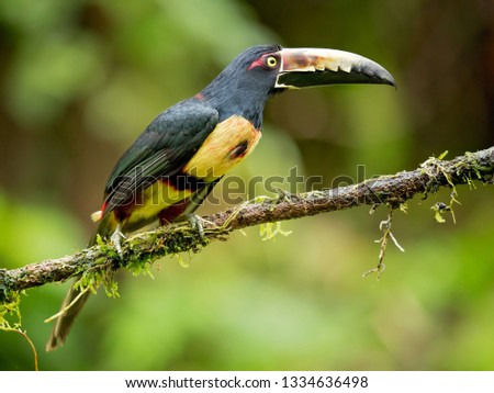 Collared aracari or collared araçari (Pteroglossus torquatus) is a toucan, a near-passerine bird. It breeds from southern Mexico to Panama; also Ecuador, Colombia, Venezuela and Costa Rica. 