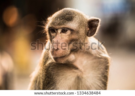 A thai monkey or Crab-eating macaque, Macaca Fascicularis Raffles Eating bananas and sitting and blur background in phra kal shrine, Lopburi THAILAND
