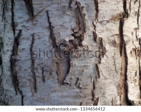 Wooden trunk texture - close plan