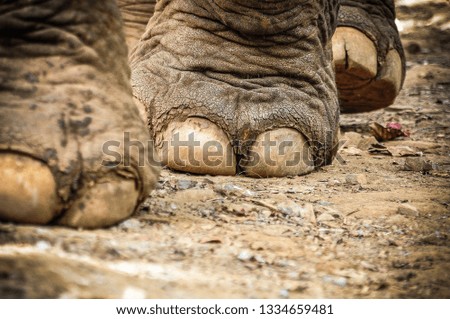 Elephant, thailand. ASIA