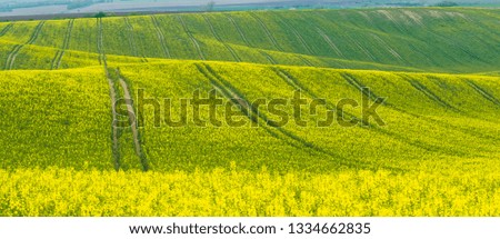 Spring agricultural landscape with big rape fields on hill, farmland panorama