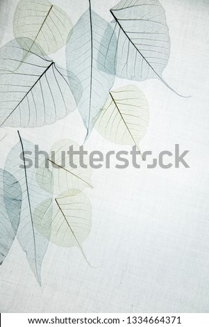 transparent leaves on a light background Royalty-Free Stock Photo #1334664371