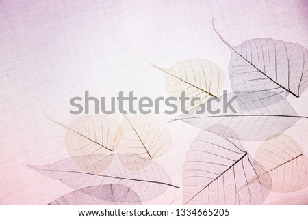 pink transparent leaves on a light background Royalty-Free Stock Photo #1334665205