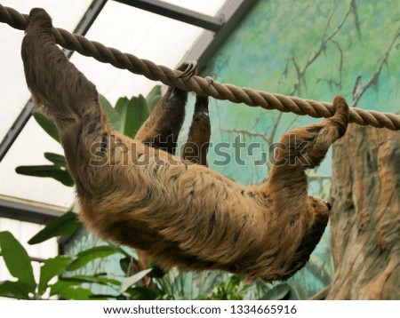sloth in a german zoo