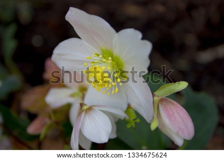 Helleborus niger christmas carol Flowers in December to February Christmas rose