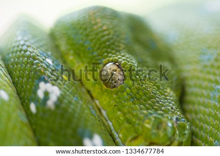 Close up on a a snake