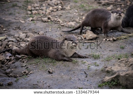 otter of europe