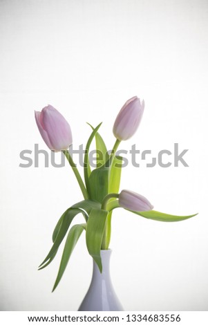  tulips in a vase on a white background