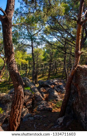 pine tree forest and the cliffs