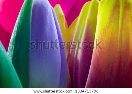 Spring colors of tulip flowers
