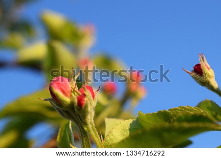 Buds, on an apple tree. Small red buds on an apple twig. Bright blue sky as background.