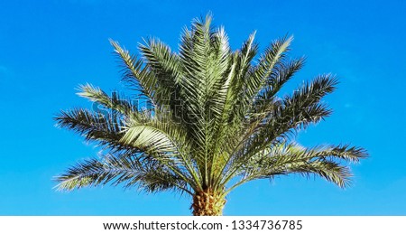 View of a palm tree against the sky.