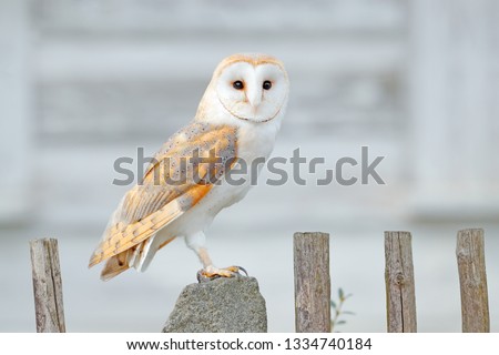 Barn owl sitting on wooden fence in front of country cottage, bird in urban habitat, wheel barrow on the wall, Czech Republic. Wild winter and snow with wild owl. Wildlife scene from nature.