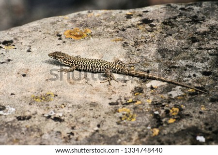 A picture of a Lizard