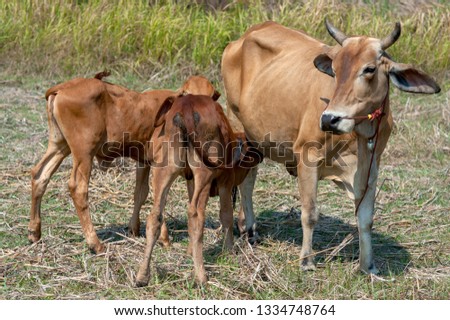 The calf is sucking milk from the cow on the farm