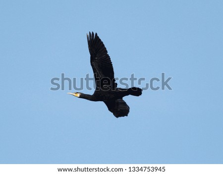 a black bird flys in blu sky