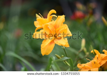 Daylily hemerocallis flower