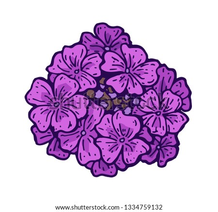Verbena flowers hand drawn colorful sketch. Retro botanical line art. Vintage purple flowers. Herbal vector illustration isolated on white background