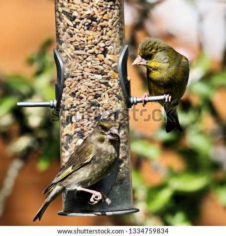 A picture of a Greenfinch on a bird feeder