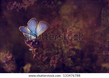 Vintage butterfly. Antique style photo of butterfly on flower with grunge old paper texture.