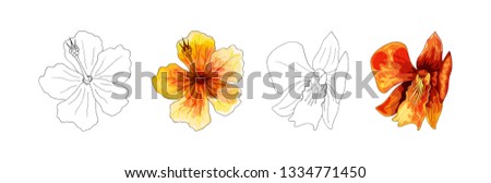 Asia tropical orchid, red flower with orange and yellow veins on white background, digital draw tropical plant, realistic vector botanical illustration. Coloring book page design for kids and children
