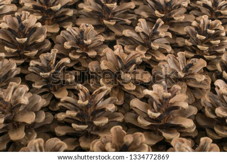 Dry brown pine cones background. Pinecones texture or pattern for card and decoration
