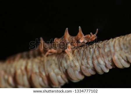Dragon shrimp (Miropandalus hardingi). Picture was taken in Ambon, Indonesia