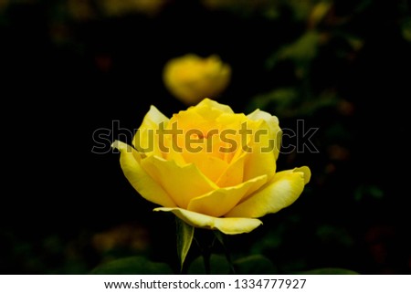 Yellow natural rose garden 
