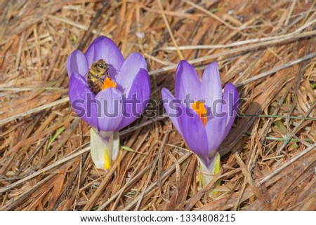 Early crocuses on a mountain meadow - Crocus sativus. Bee collecting pollen from crocus. Picture taken in Borobets, resort in Rila Mountain, Bulgaria, Europe