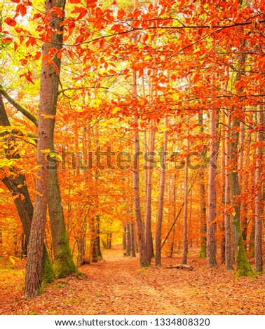 Pathway in the forest at autumn