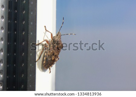 Stinker beetle on the window frame