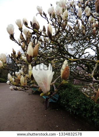    Magnolia denudata during flowering.        