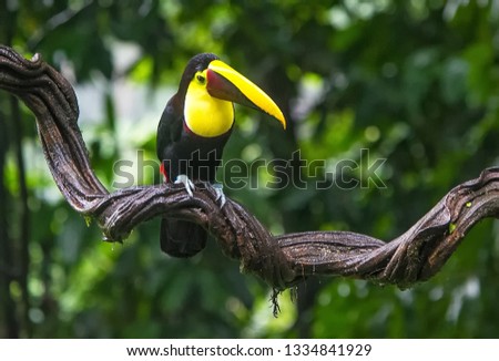 Chestnut-billed Toucan in the rainforest