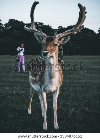 Dublin deers in Phoenix Park during the golden hour portraits