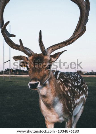 Dublin deers in Phoenix Park during the golden hour portraits