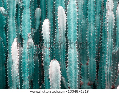 Big cactus outdoor in desert. green cactus with thorns. Plant cactus with spines. Nature, floral background, copy space. Acanthocereus tetragonus Fairy Castle. background for desktop, wallpaper. Toned