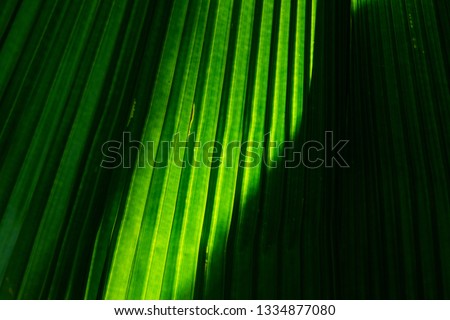 Closeup green abstract plant texture backgrounds with leaf detail.