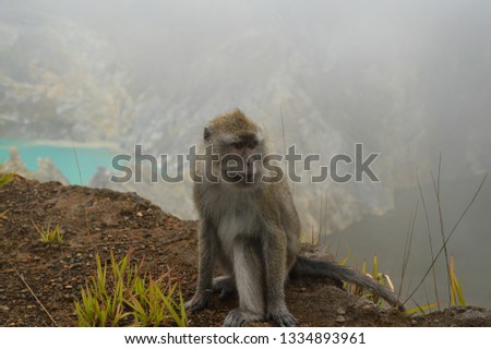 You can find many tame monkeys on Lake Kelimutu